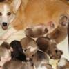 Watch the babies as they grow. From left to right will be younger to older. Hope you enjoy.